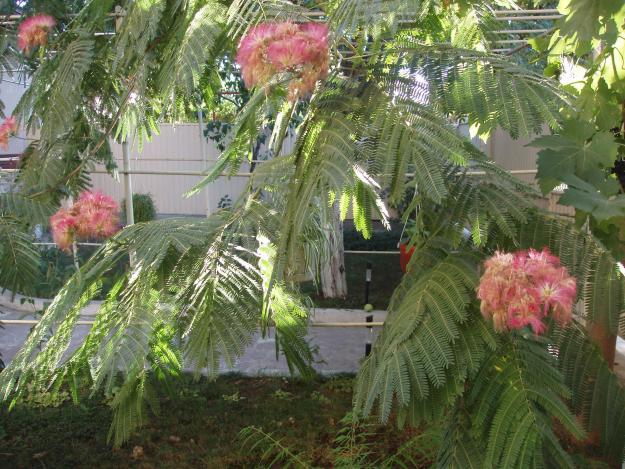 Arbore ornamental pentru curte - albizzia, mimoza - Pret | Preturi Arbore ornamental pentru curte - albizzia, mimoza