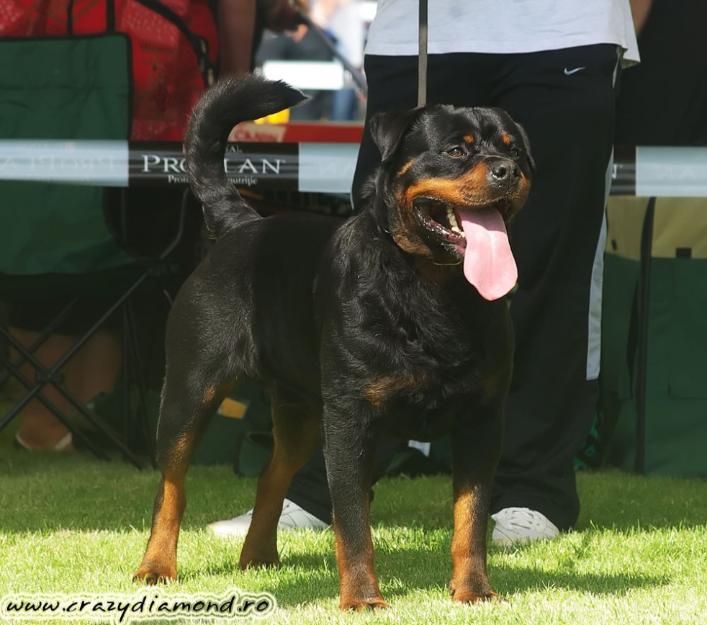 Ofer mascul rottweiler pentru monta - Pret | Preturi Ofer mascul rottweiler pentru monta