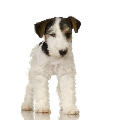 Fox Terrier de vanzare disponibili acum de Craciun - Pret | Preturi Fox Terrier de vanzare disponibili acum de Craciun