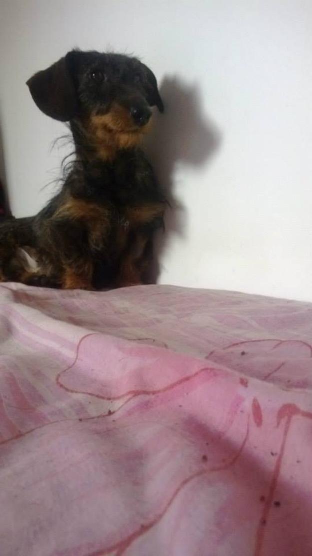 Tekel sarmos pt adoptie - Pret | Preturi Tekel sarmos pt adoptie