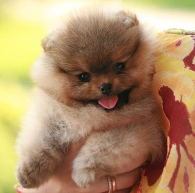 vand pui pomeranian de show crem - Pret | Preturi vand pui pomeranian de show crem