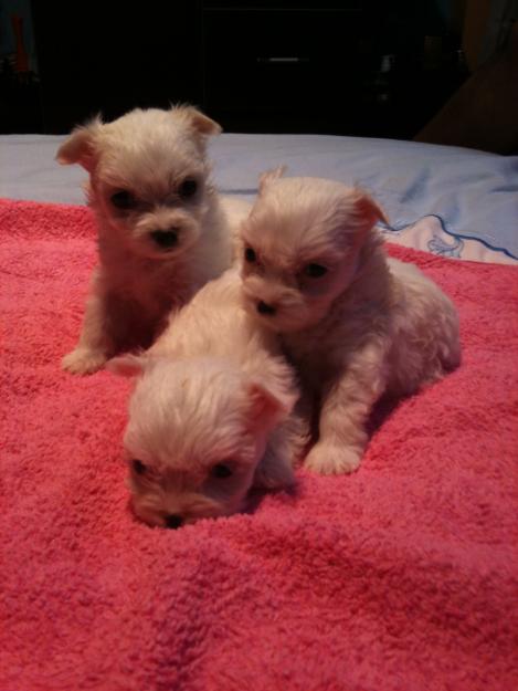 bichon maltez albi toy 700.ron - Pret | Preturi bichon maltez albi toy 700.ron