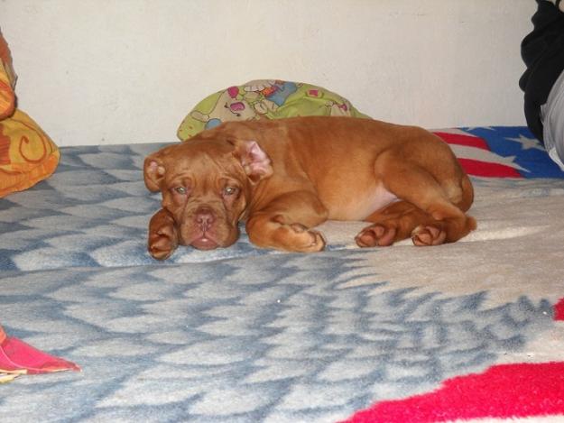 Vand dog de bordeaux - Pret | Preturi Vand dog de bordeaux