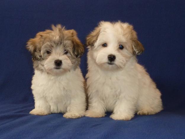 DE VANZARE BICHON HAVANESE, pui de BICHON HAVANEZ - Pret | Preturi DE VANZARE BICHON HAVANESE, pui de BICHON HAVANEZ