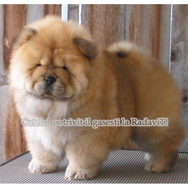 Chow Chow de vanzare - Pret | Preturi Chow Chow de vanzare