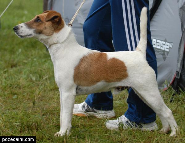 Catei jack rusel si fox terrier de vanzare - Pret | Preturi Catei jack rusel si fox terrier de vanzare