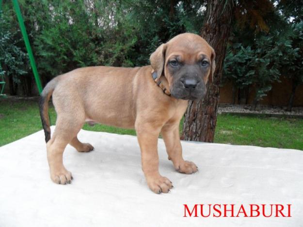 Quality Tosa puppies - Pret | Preturi Quality Tosa puppies