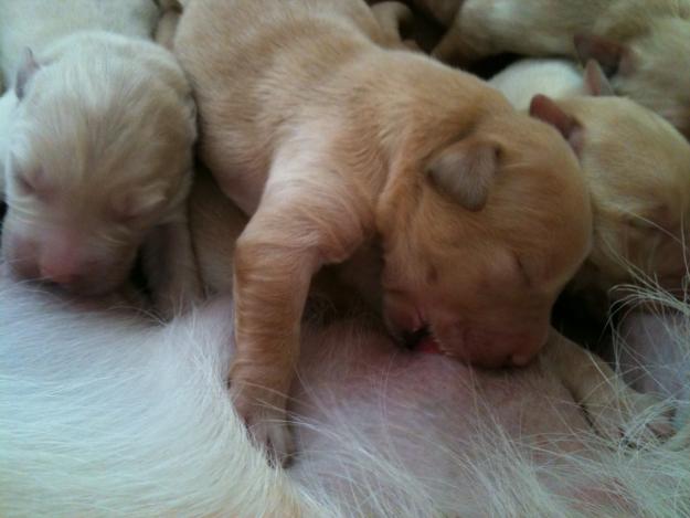 Labradori aurii de vanzare - Pret | Preturi Labradori aurii de vanzare