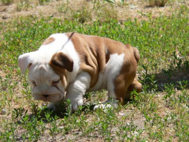 Vand catei Bulldog Englez - Pret | Preturi Vand catei Bulldog Englez