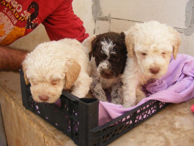 Pui de LagottoRomagnolo - cautatori de trufe - Pret | Preturi Pui de LagottoRomagnolo - cautatori de trufe
