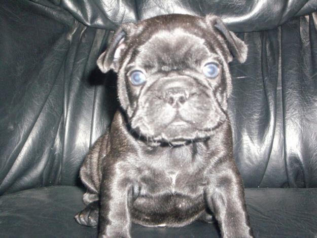 vand buldog francez - Pret | Preturi vand buldog francez