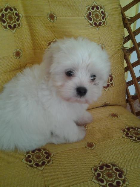 vand bichon maltez talie mica - Pret | Preturi vand bichon maltez talie mica
