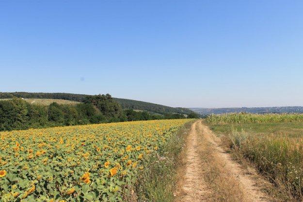 Vand teren Hemeius Zona Hipodrom - Pret | Preturi Vand teren Hemeius Zona Hipodrom