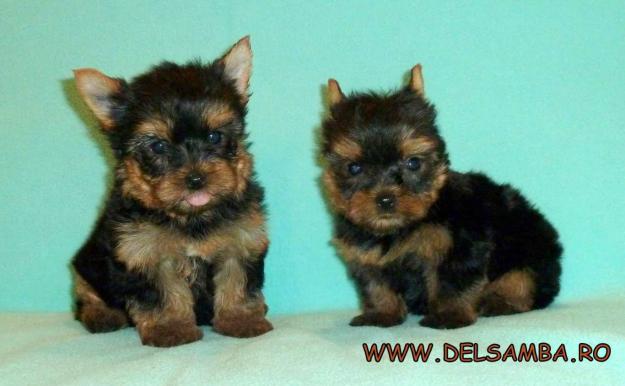 DE VANZARE PUI DE YORKSHIRE TERRIER CU PEDIGREE - Pret | Preturi DE VANZARE PUI DE YORKSHIRE TERRIER CU PEDIGREE