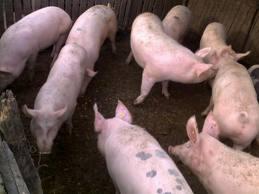 Porci de vanzare - Pret | Preturi Porci de vanzare