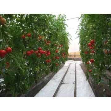 Solarii profesionale pentru legume - Pret | Preturi Solarii profesionale pentru legume