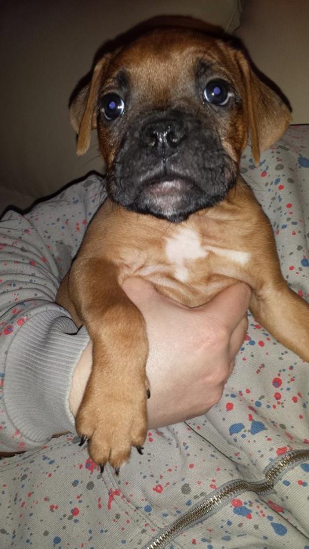 Vand Pui Boxer German Auriu - Pret | Preturi Vand Pui Boxer German Auriu