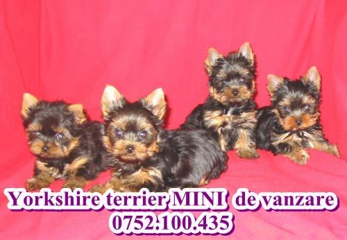 Yorkshire Terrier Toy de vanzare-0752.100.435 - Pret | Preturi Yorkshire Terrier Toy de vanzare-0752.100.435