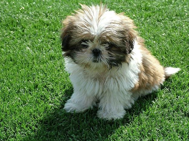 mascul shih-tzu talie mica - Pret | Preturi mascul shih-tzu talie mica