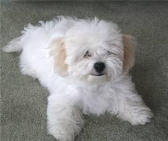 BICHONI MALTESE,FRISE,HAVANESE 2 ANI - Pret | Preturi BICHONI MALTESE,FRISE,HAVANESE 2 ANI