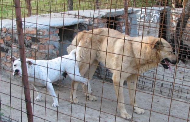 vand kangal cu pitbull - Pret | Preturi vand kangal cu pitbull