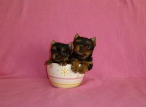 Vand puisori Yorkshire Terrier TeaCup - Pret | Preturi Vand puisori Yorkshire Terrier TeaCup