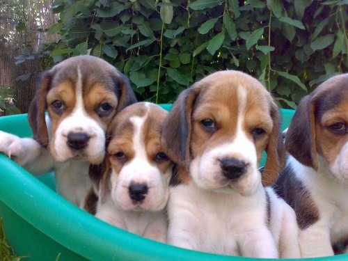 Catei de vanzare din rasa Beagle tricolori - Pret | Preturi Catei de vanzare din rasa Beagle tricolori