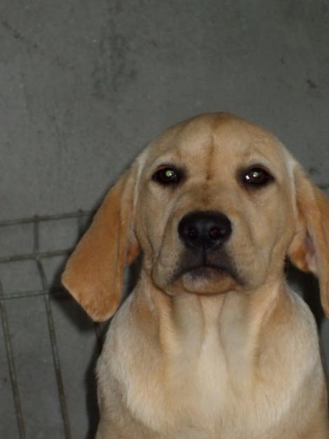 ieftin CATELUSA labrador superba - Pret | Preturi ieftin CATELUSA labrador superba