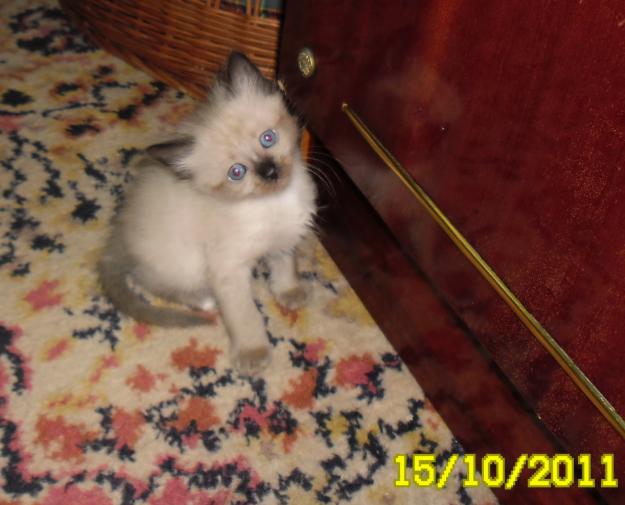 Pisici Ragdoll de vanzare - Pret | Preturi Pisici Ragdoll de vanzare