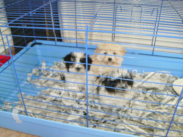 bichon alb cu pete negre 430 ron - Pret | Preturi bichon alb cu pete negre 430 ron