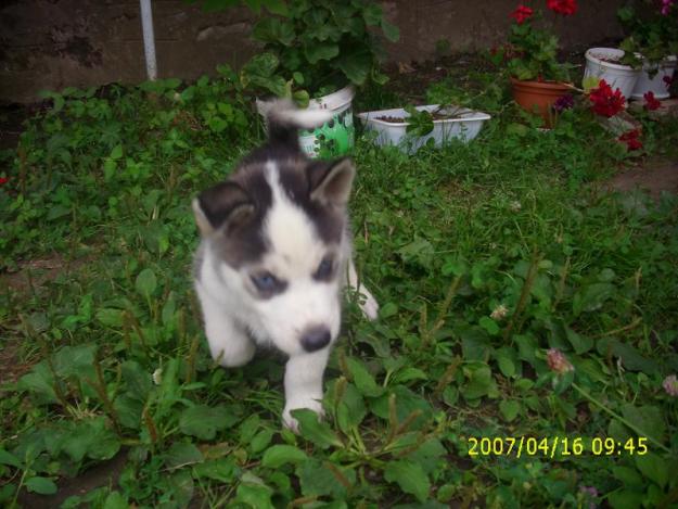 husky 550 ron - Pret | Preturi husky 550 ron