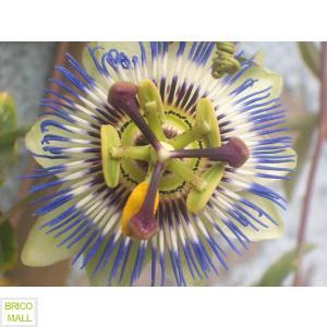 Passiflora Coerulea - Pret | Preturi Passiflora Coerulea