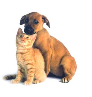 Clinica veterinara mobila - Pret | Preturi Clinica veterinara mobila