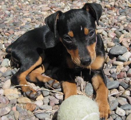 Vand catei Pinscher Pitic - Pret | Preturi Vand catei Pinscher Pitic