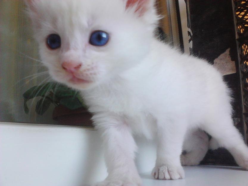 Pisicute albe ~ Vand pui pisica alba Angora Turceasca - Pret | Preturi Pisicute albe ~ Vand pui pisica alba Angora Turceasca