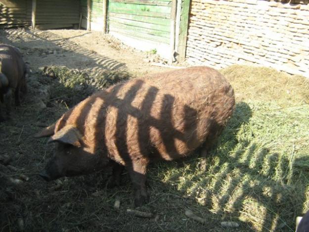 Vand porci Mangalita Rosu - Pret | Preturi Vand porci Mangalita Rosu