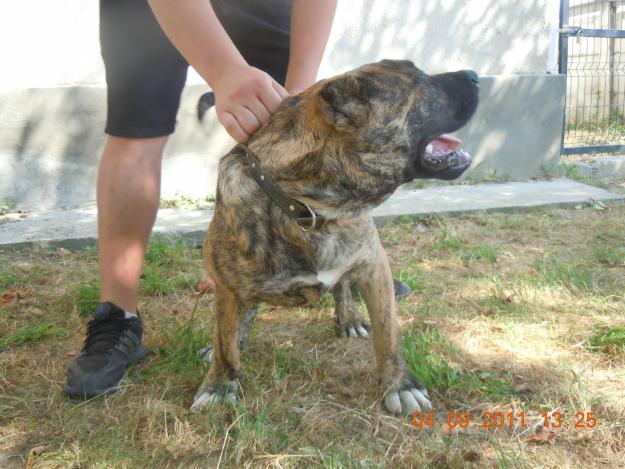 DOGO / PRESA CANARIO - Pret | Preturi DOGO / PRESA CANARIO