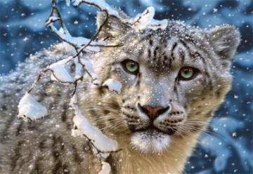 Puzzle Castorland 1500 Snow Leopard - Pret | Preturi Puzzle Castorland 1500 Snow Leopard