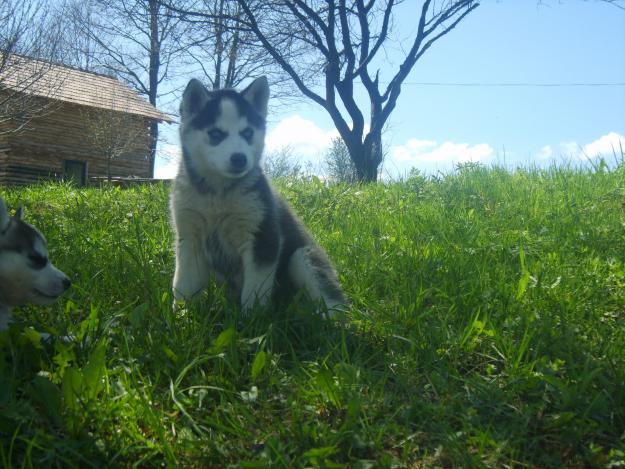 catelusi husky siberian de vanzare - Pret | Preturi catelusi husky siberian de vanzare