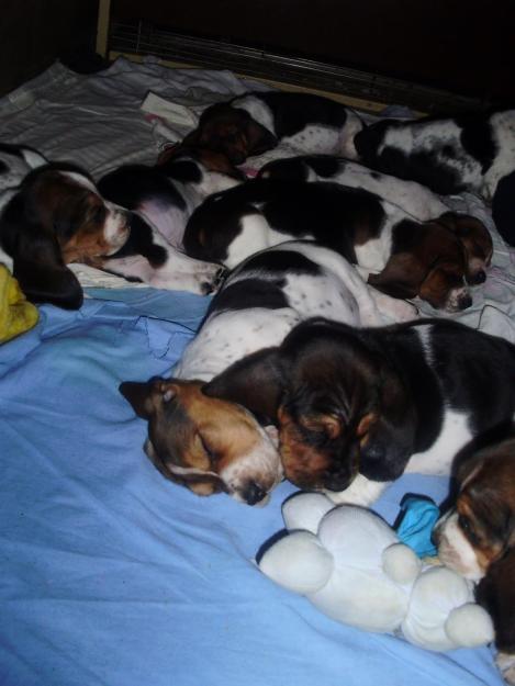 Vand catelusi Basset Hound - Pret | Preturi Vand catelusi Basset Hound