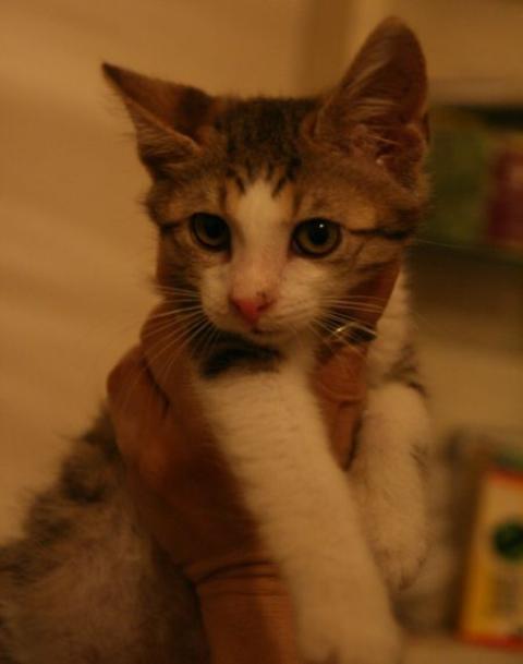 Milly, motanelul argintiu cu alb, model wiskas - Pret | Preturi Milly, motanelul argintiu cu alb, model wiskas
