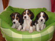 Pui Beagle tricolori - Pret | Preturi Pui Beagle tricolori