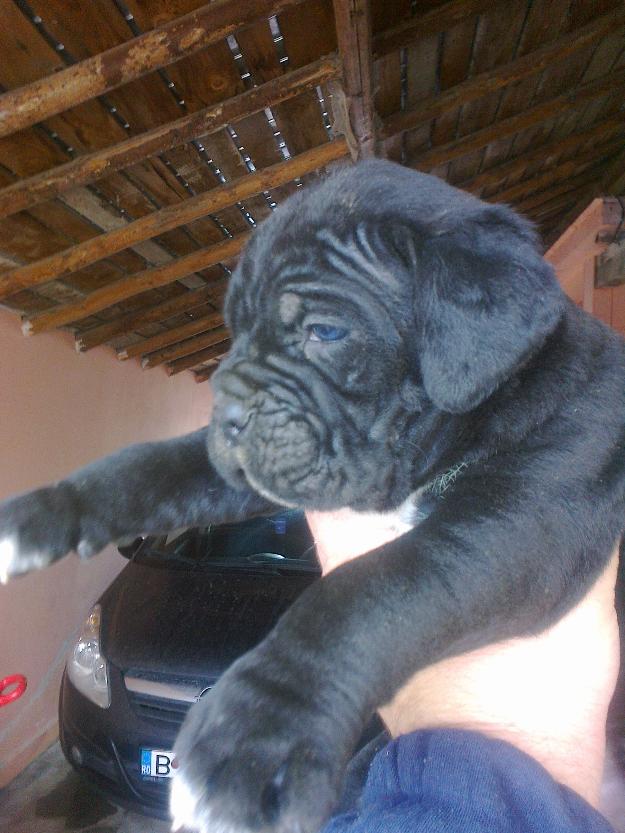 pui cane corso cu pedigree - Pret | Preturi pui cane corso cu pedigree