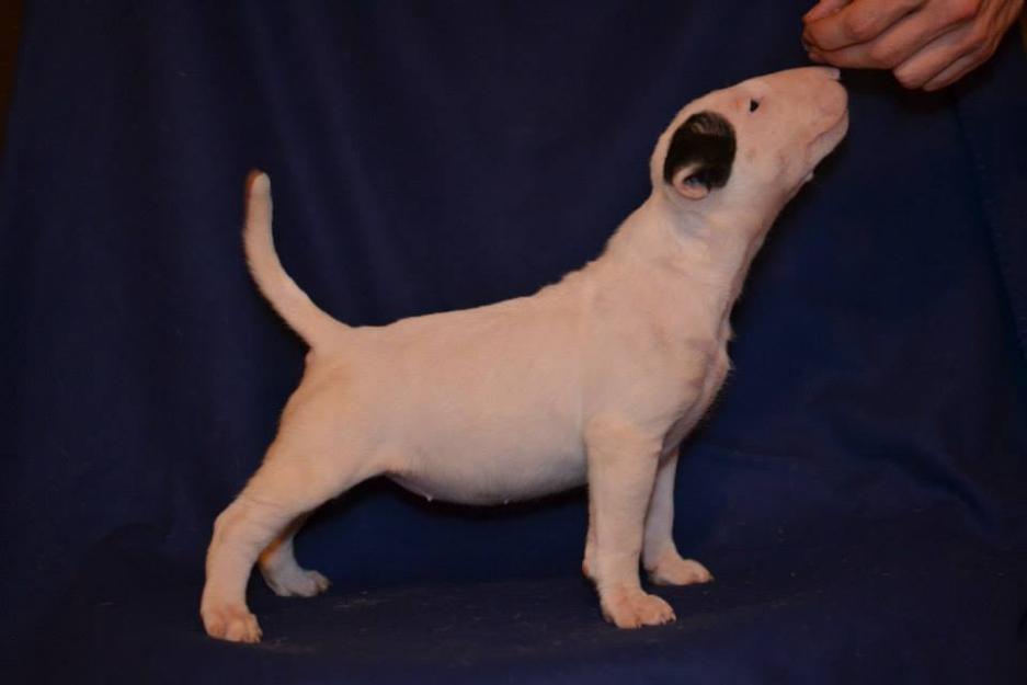 Puiuti Bull Terrier - Pret | Preturi Puiuti Bull Terrier