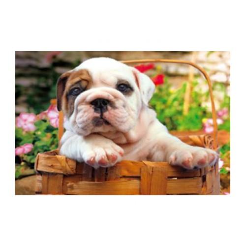 Puzzle Bull Dog 500 de Piese - Pret | Preturi Puzzle Bull Dog 500 de Piese