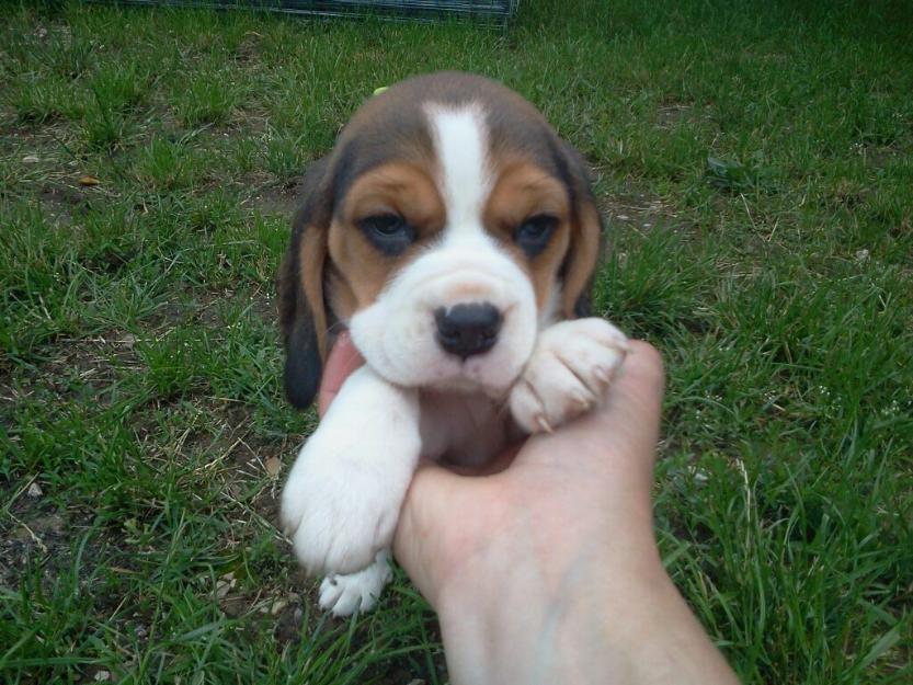 beagle tricolor de vanzare - Pret | Preturi beagle tricolor de vanzare