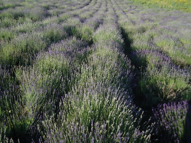 vand butasi lavanda - Pret | Preturi vand butasi lavanda