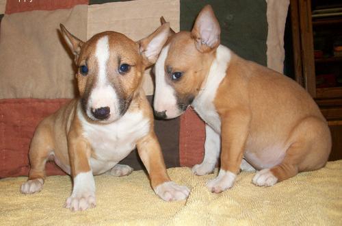 Bullterrier - Pret | Preturi Bullterrier