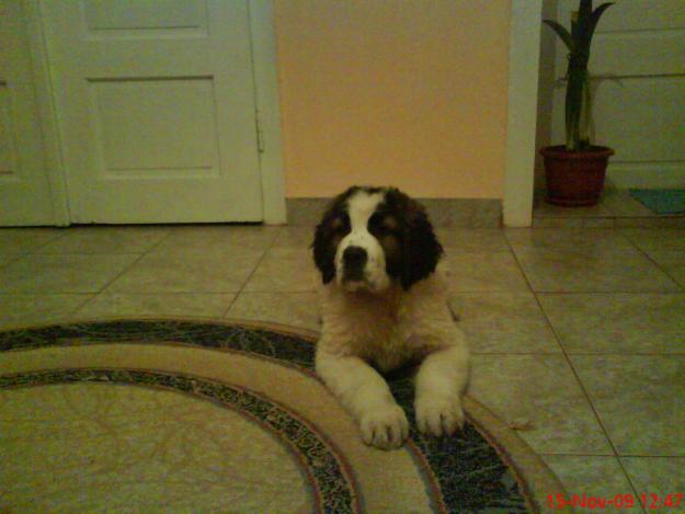 vind catei saint bernard - Pret | Preturi vind catei saint bernard