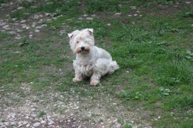 Femela adulta West Highland White Terrier (Westie) 3 ani, 300 ron! - Pret | Preturi Femela adulta West Highland White Terrier (Westie) 3 ani, 300 ron!